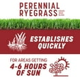 thumbnail image 3 of Pennington Smart Seed Perennial Ryegrass Grass Seed, for Full Sun, 3 lb., 3 of 19