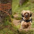 thumbnail image 2 of Taglory Dog Tie Out, Long Rope Leash for Dog Training, 15 FT Heavy Duty Lead with Reflective Stitching for Large Medium Small Dogs Walking, Camping, or Backyard, Orange 15 Foot - no handle Orange, 2 of 8