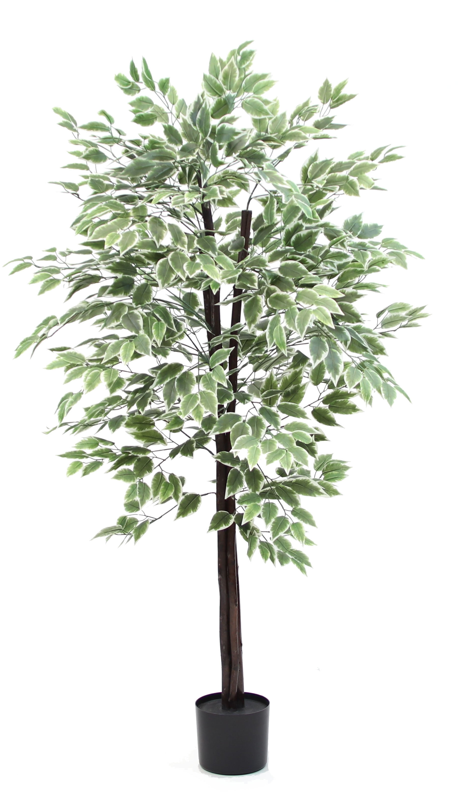 The Mod Greenhouse 64" Artificial Variegated Silk Ficus Tree in a Black
