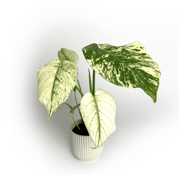 Monstera Mint Live Plant, Mint Variegated Monstera Plant, Rare Tropical Monstera for Garden 4 to 6 Inc Tall