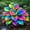C, variant on Hardy Perennial - Rainbow Hosta Roots - Easy Grow - Perfect for Garden Borders & Landscapes, Plant Hangers