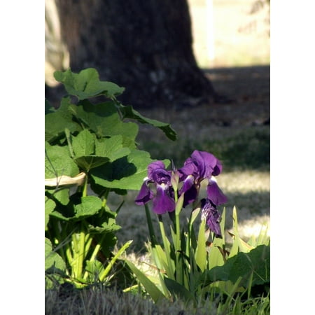 Peel-n-Stick Poster of Green Iris Leaves Stems Purple Flowers Plants Poster 24x16 Adhesive Sticker Poster