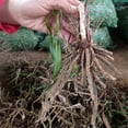 Daylily Bulbs, Daylilies, Perennial Bulb Plants, Daylily Bulbs Bulk