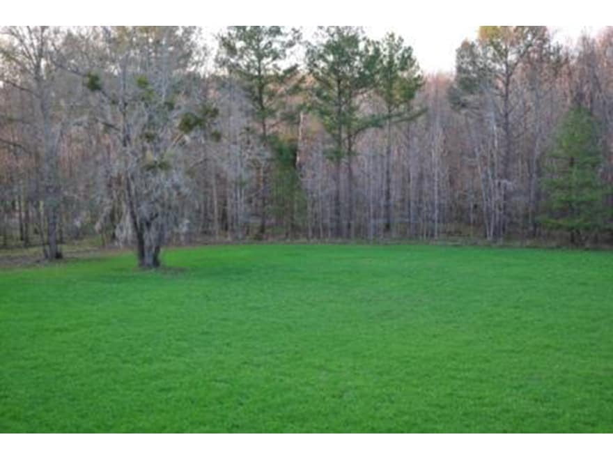 Whitetail Institute Imperial Forage Oats Plus