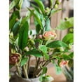 thumbnail image 6 of Silk Camellia Flower Leaf Stem in Champagne Pink or Purple, 6 of 10