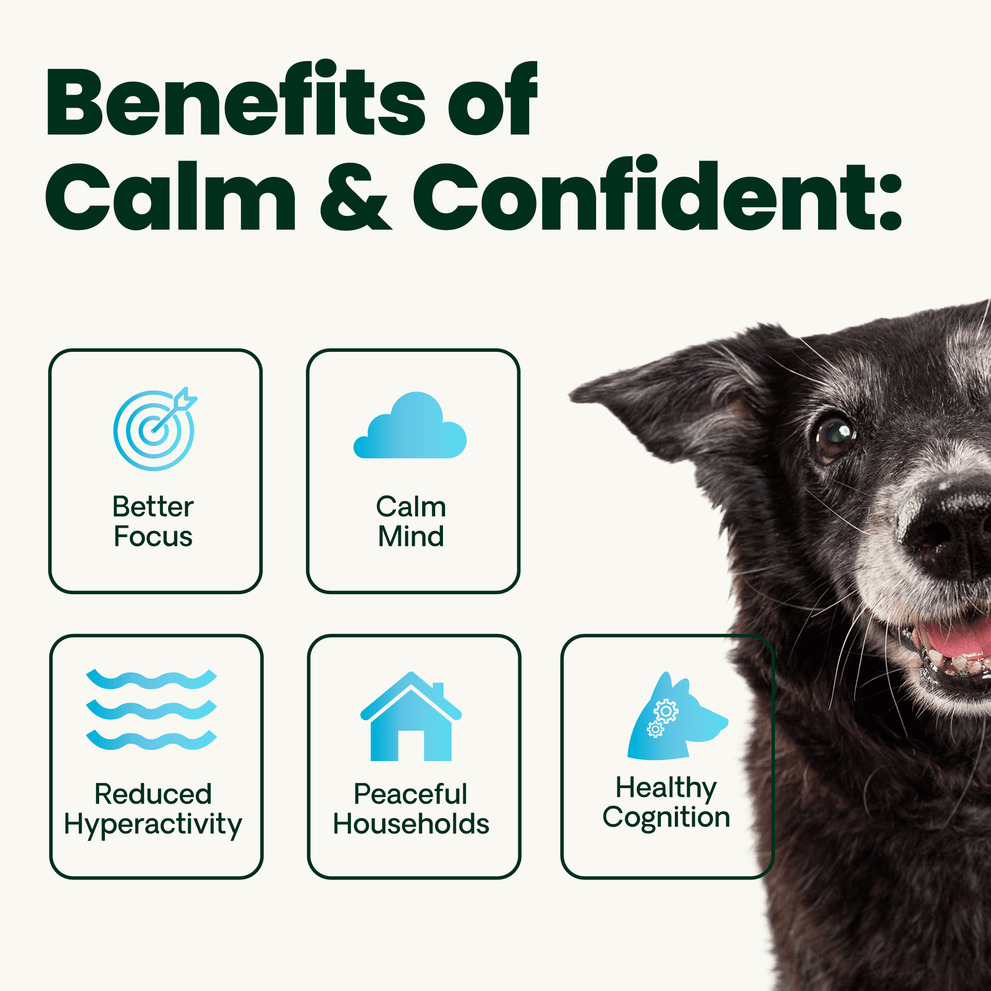 VetriScience Golden Years Senior Calm & Confident Chicken Flavored Chews with Colostrum, Calming & Brain Health Supplement for Senior Dogs, 60 Count