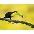 thumbnail image 2 of Zygmunt, Milan 14x12 Black Ornate Wood Framed with Double Matting Museum Art Print Titled - Keel-Billed Toucan, 2 of 4