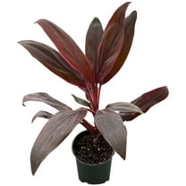 Cordyline Calypso Queen Live Plant for Indoor | Different Houseplants in 4'' & 6'' Pot | Real House Plant for Living Room, Office, Desk & Bathroom | Cordyline fruticosa Calypso Queen