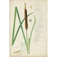 thumbnail image 3 of Descubes, A. 13x18 Black Modern Framed Museum Art Print Titled - Descubes Botanical Grass II, 3 of 5