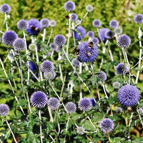 Outsidepride Perennial Globe Thistle Flower Seed for Full Sun - 1000 Seeds