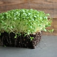 thumbnail image 2 of Organic Crimson Clover Seeds - 5 Lb - Garden Cover Crop, Sprouts, Microgreens, Non-GMO, Open Pollinated, Perennial, Heirloom, 2 of 4