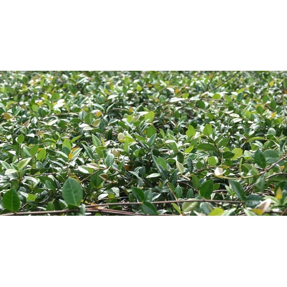 Jasmine Minima Asiatic - Trachelospermum asiaticum 'Minima' - 4" Pot