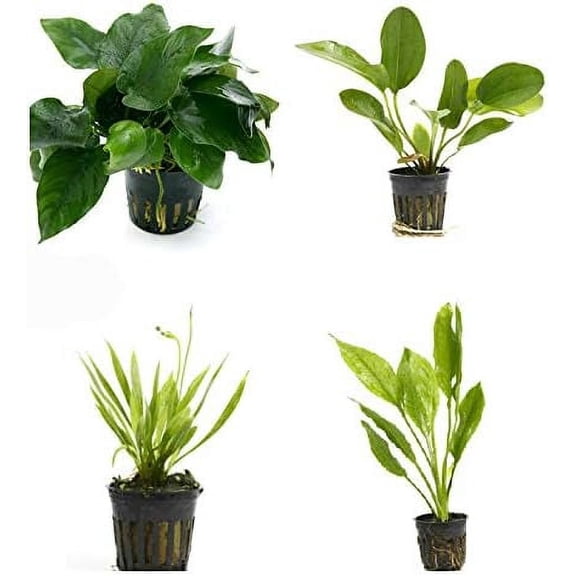 4 Potted Live Aquarium Plants Bundle - Anubia, Amazon Sword, Kleiner Bar, Narrow Leaf