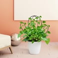 thumbnail image 4 of Plant Climbing Frame Garden Trellis Flower Rack Beautiful Small Metal Outdoor Iron New Style Gardening Decorations, 4 of 16