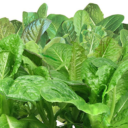 7 AeroGarden Salad Seed Pod Kit 