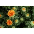 thumbnail image 5 of Flower Seeds - Safflower-250 Seeds -Annual Flower -Seed Pack - Wildflower- Drought Tolerant -  Serendipity Seeds, 5 of 5