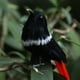 thumbnail image 3 of Pájaro artificial Zulema Gorrión realista, 3 of 5