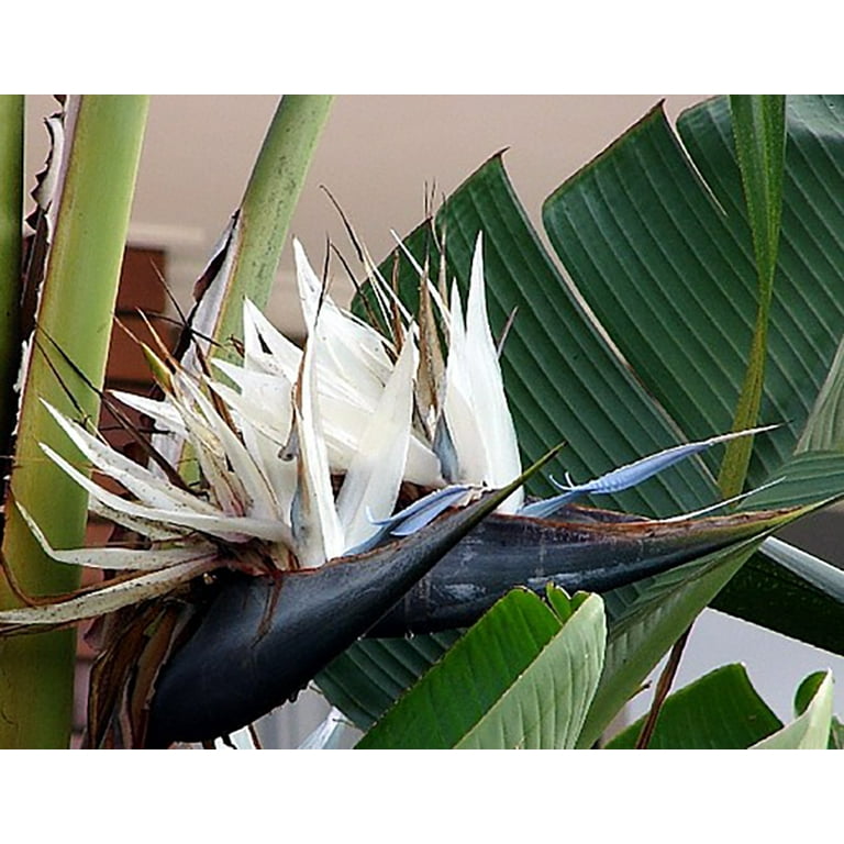 zimmerpflanze einblatt Grosses Einblatt | Spathiphyllum wallisii