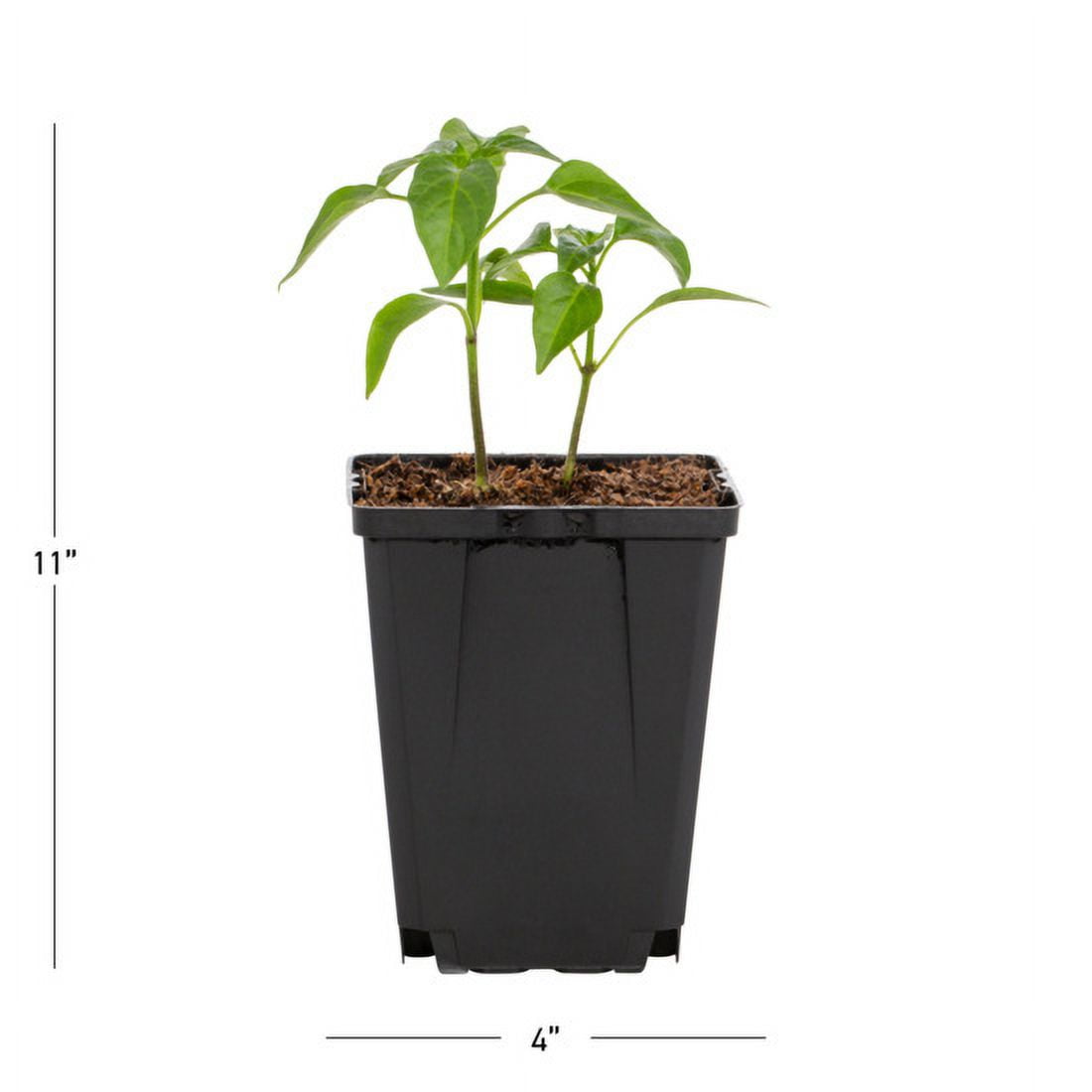 Expert Gardener 1PT Jalapeno Pepper Live Edible Plant Sun 6-Pack