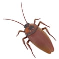 thumbnail image 3 of Electric Cockroach Toy, Odor Free Vivid Details Battery Powered Cockroach With Lighting For Pet Toys, 3 of 8