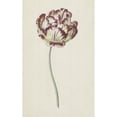 thumbnail image 2 of Louis Moritz 13x18 Gold Ornate Wood Frame and Double Matted Museum Art Print Titled - Tulip (1783), 2 of 4