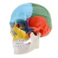 thumbnail image 1 of Skull Model, Human Skull Included Full Set Removable Partitioned Skull Model Christmas Halloween Decorated B, 1 of 7