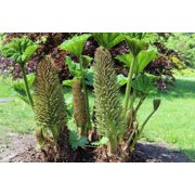 10 GUNNERA MANICATA 6 Leaves! Giant Rhubarb Dinosaur Plant Moist Shade Red Flower Seeds