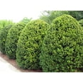 thumbnail image 2 of Hicks Yew Taxus x media 'Hicksii' - Quart Pot, 2 of 3