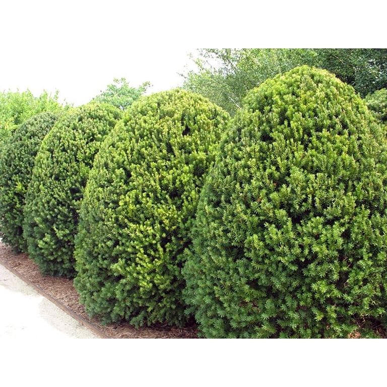 Hicks Yew Taxus x media 'Hicksii' - Quart Pot - Walmart.com