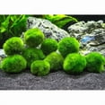 thumbnail image 1 of 10 Marimo Moss Balls 2.5 cm, Simulated Green Algae Ball, 1 of 5