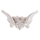 thumbnail image 1 of Life Size Female Pelvis Model, Hip Model - Female Anatomy Model, Hip Bone Pelvic Model Female Anatom, 1 of 5