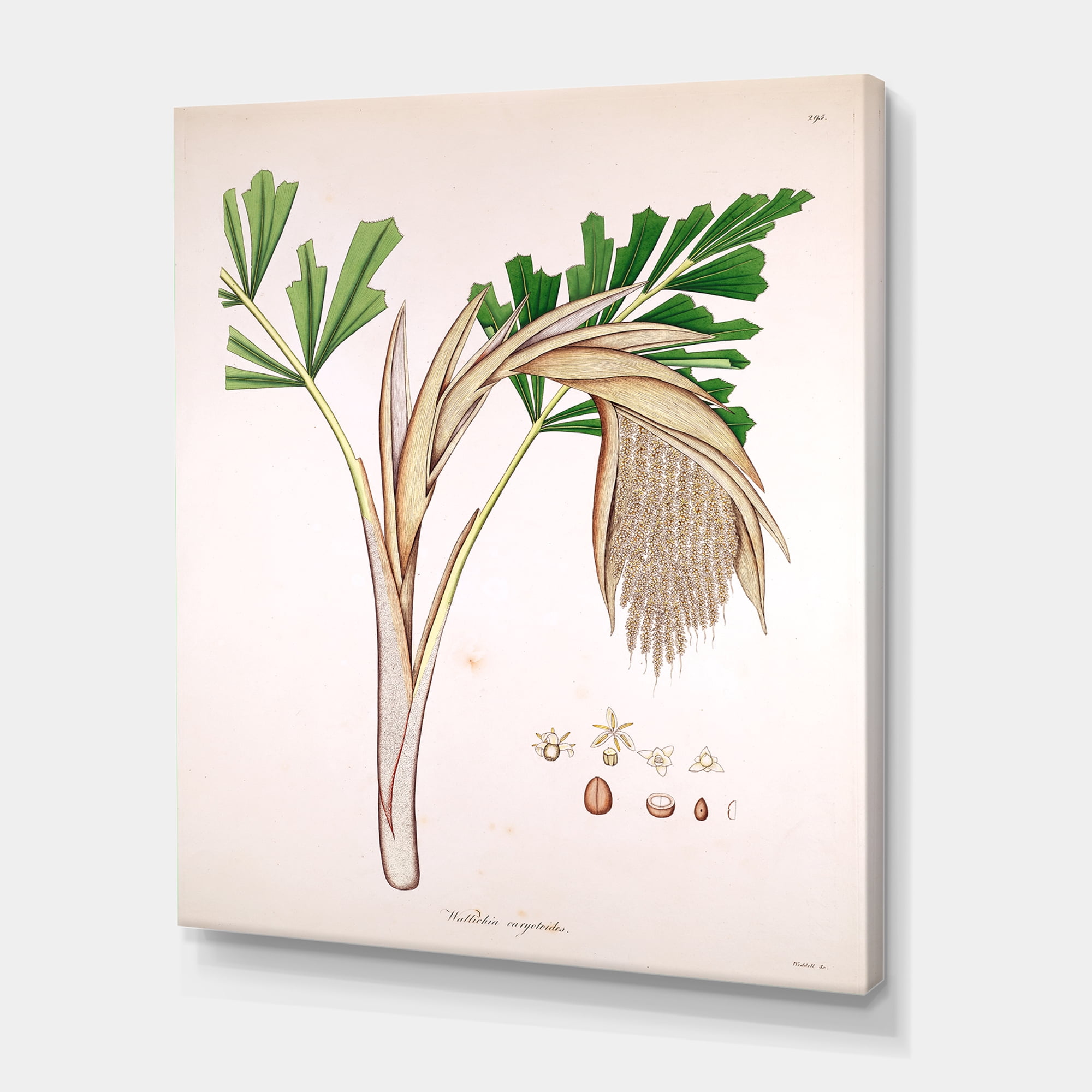 Designart ' Ancient Plant Life XV ' Farmhouse Canvas Wall Art Print