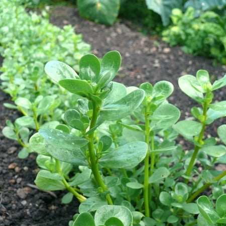 Golden Purslane Seeds - 0.25 Oz - Non-GMO - Annual Succulent - Microgreens & Vegetable Gardening Seed - Portulaca sativa var. (Best Vegetable Seed Brands)