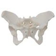 thumbnail image 4 of Modelo de Pelvis Femenina, Equipo Portátil de Enseñanza de Ciencias Médicas de Calidad, 4 of 8