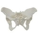 thumbnail image 4 of Modelo de esqueleto de pelvis femenina, modelo médico, , práctico y de , ideal para exhibición y aprendizaje profesional., 4 of 8
