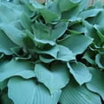 thumbnail image 2 of Big Blue Bressingham Hosta - 3 Bare Roots - Hardy and Shade Tolerant Garden Perennial Plants Great for Any Landscape, 2 of 5