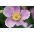 thumbnail image 2 of Erin Berzel 32x23 White Modern Wood Framed Wall Art Titled - Anemone I, 2 of 5