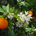 thumbnail image 2 of Brighter Blooms - Valencia Orange Tree, 3-4 ft. - No Shipping To AK, AL, AZ, CA, FL, GA, HI, LA, MS, OR, TX, 2 of 4