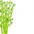 thumbnail image 2 of Vector Illustration Bamboo Wall Decal by Wallmonkeys Peel and Stick Graphic (36 in H x 17 in W) WM232208, 2 of 4