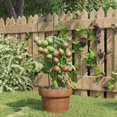 thumbnail image 1 of vidaXL Garden Plant Supports with 3 Rings 5 pcs Green 45 cm Steel, 1 of 5