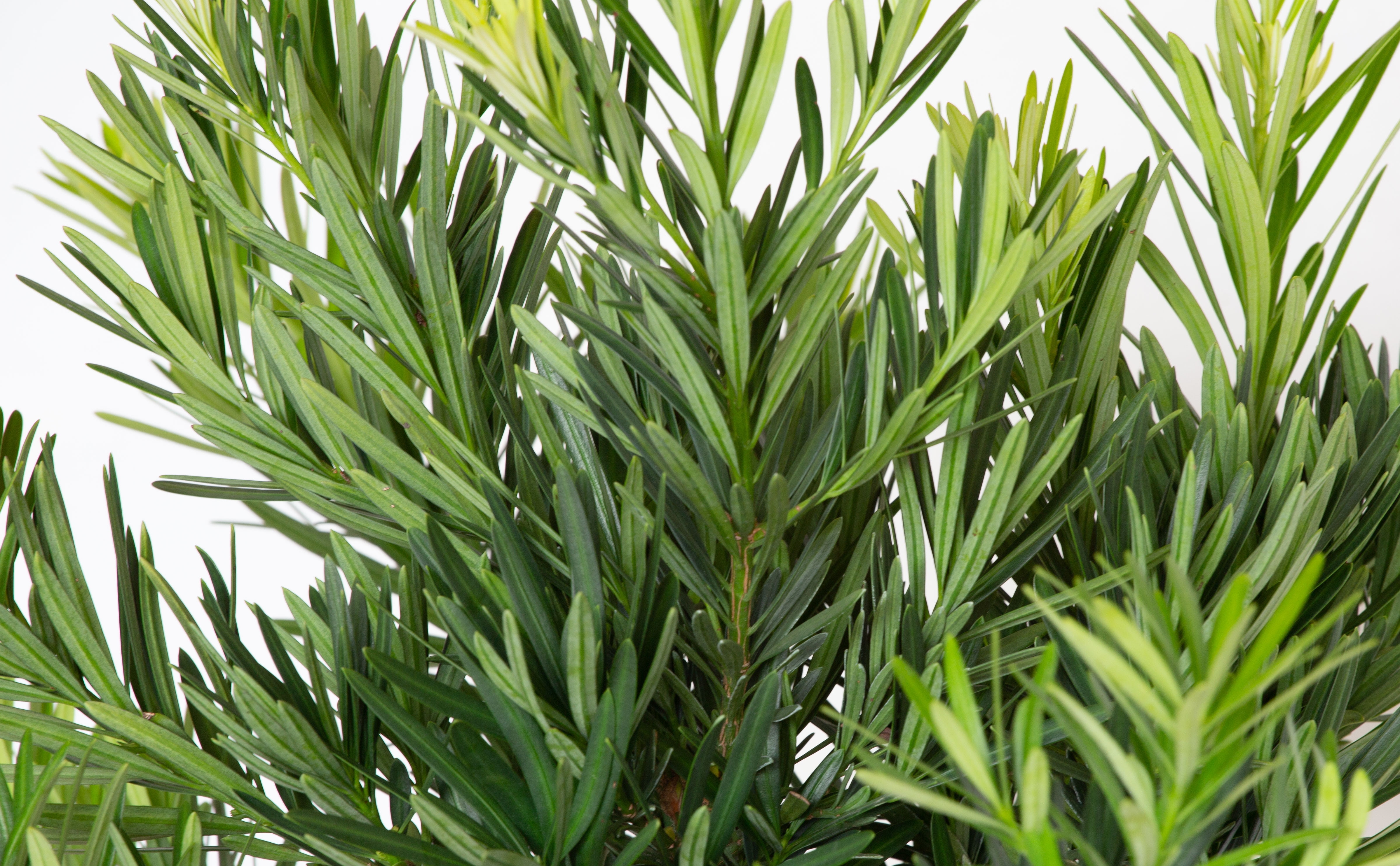 Expert Gardener Pringles Dwarf Podocarpus Yew (2.5 Gallon) Evergreen Shrub with Needle-like Foliage - Live Plant