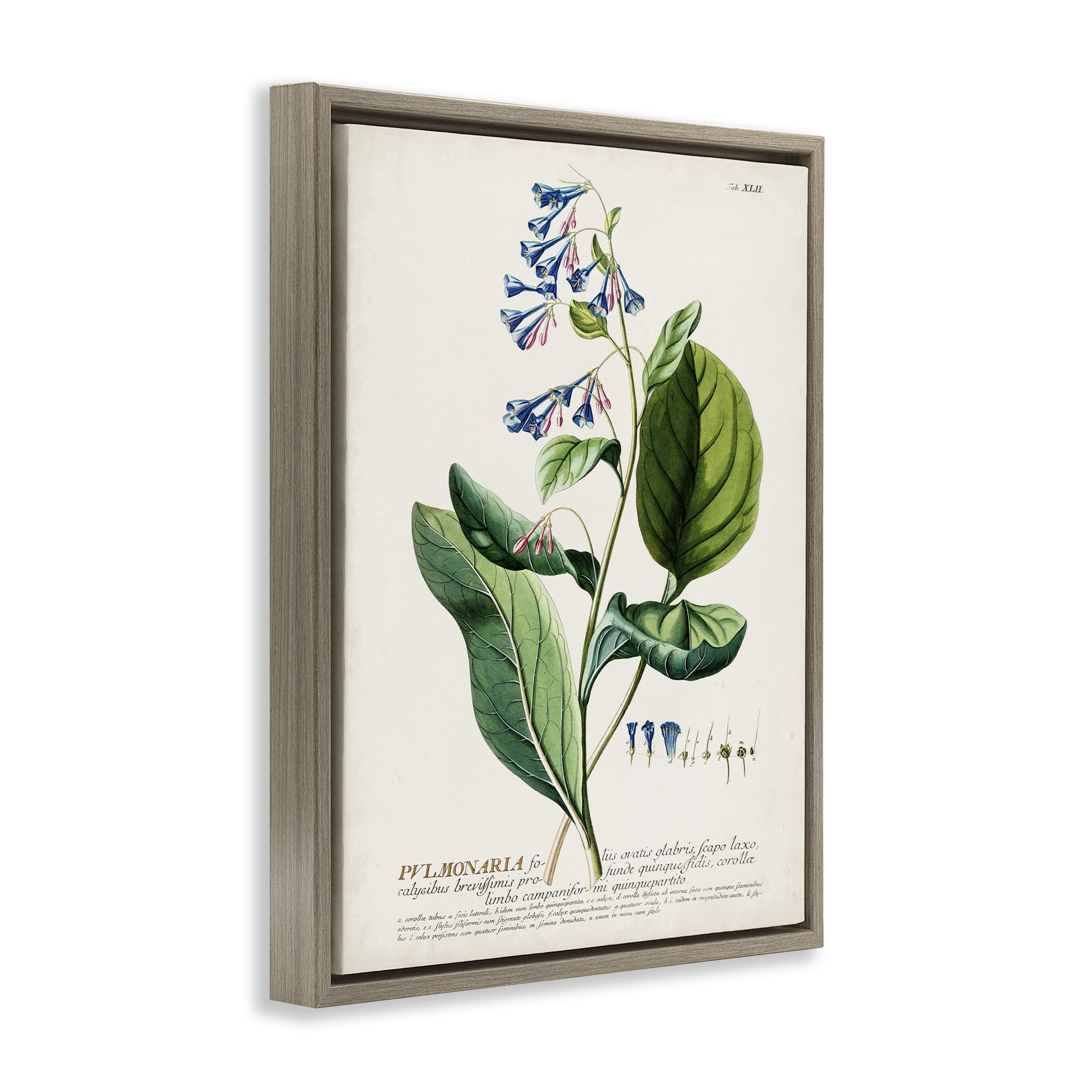 Stupell Industries Botanical Blue Flowers Vintage Design Botanical & Floral Drawing Brown Floater Framed Canvas Art Print Wall Art, 25 x 31