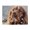 500 Pieces, variant on 500-Piece Wooden Jigsaw Puzzle for Adults & Families - Dog Bubbles Close Up Cute , Fun & Educational Brain-Teasing Game, Artistic Home Decor
