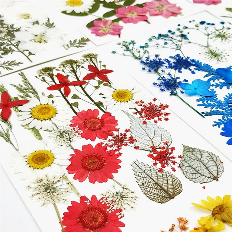 Colorful Real Dried Pressed Flowers Scrapbooking DIY Art Crafts