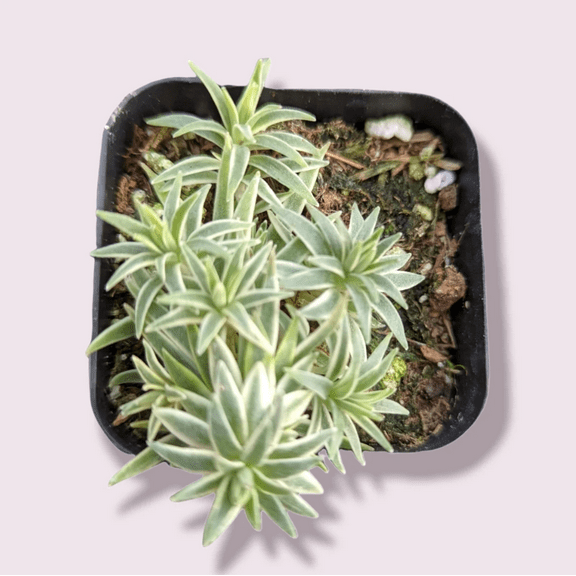 Sedum Lineare Variegated 'Sea Urchin' Succulent Live Plant 2 Inch for Indoor Outdoor Home Office Garden Decor