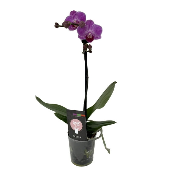 Piccola Surprise Moth Orchid Plant - Phalaenopsis - 3.5" Pot - Dwarf Variety