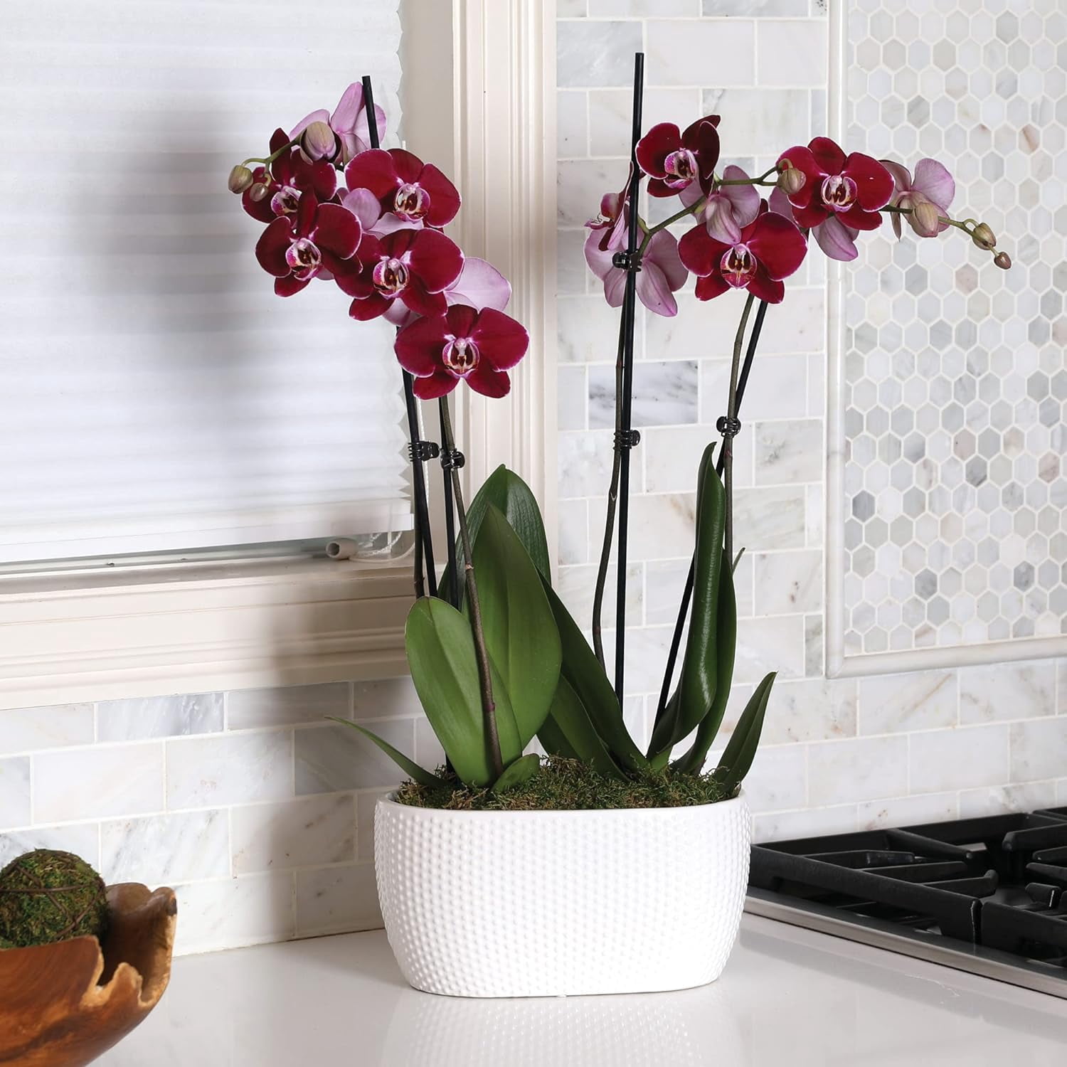 Just Add Ice 16-30" Dark Purple Premium Orchid Duo Live Plants in 10" White Dot Ceramic Planter, House Plant