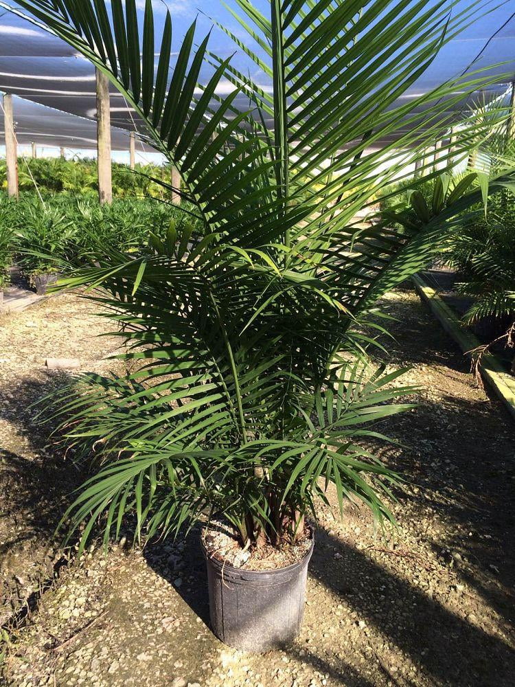 Majesty Palm-Ravenea rivularis-Indoor Tropical Plant for Home  12" Pot