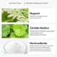 thumbnail image 5 of Mugwort Mask Acne Reduction Acne Mask For Facial Blackheads Enhanced Oil Control Cleansing Mask, 55g, 5 of 5
