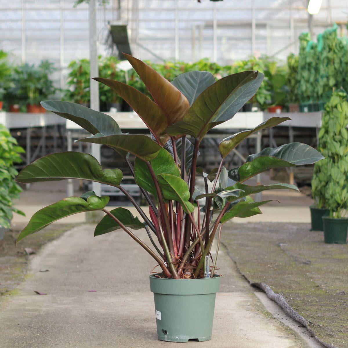 RedCrocus 'Imperial Red' Philodendron - Vibrant Tropical Indoor Plant with Glossy Red & Green Foliage, Easy Care, Creates Lush Decor  10" Pot